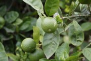 新栽柑橘樹第三年可讓它掛果嗎？關鍵技術(shù)解析與科學管理指南