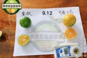 蜜桔哪里產(chǎn)的最好吃（蜜桔產(chǎn)地）