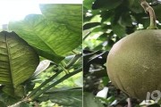 6月份柑橘病蟲(chóng)害防治_大雅柑十一月的肥水管理