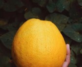 江北柑橘采摘哪里靠譜（重慶哪里摘柑子）
