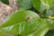 桂林種植柑橘農藥技術指導_砂糖橘怎樣才正宗