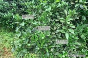 一年水肥管理柑橘種植技術_柑橘園水肥一體化技術如何實施
