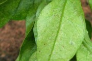 柑橘病蟲害防治年歷模板_柑橘的開花期病蟲害有哪些