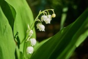 柑橘嫁接后多長時(shí)間才發(fā)芽？影響因素及管理技巧解析