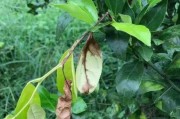 柑橘每月病蟲(chóng)害防治技術(shù)_柑橘油斑病如何防治 柑橘每月病蟲(chóng)害防治技術(shù)_柑橘油斑病如何防治