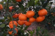 四川柑橘種植技術(shù)書(shū)籍_愛(ài)媛30柑橘種植條件