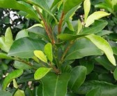 柑橘樹嫩梢常見(jiàn)病害(柑橘苗期病害)
