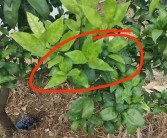 柑橘樹(shù)病蟲(chóng)害圖片大全植物_嫁接的柑橘芽有蟲(chóng)吃怎么辦