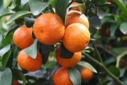 柑橘種植技術(shù)及投資價(jià)值_大芬4號(hào)柑橘栽培技術(shù)