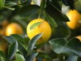 鮮甜多汁的沃柑3-4月份當(dāng)季水果，春日黃金賞味期營(yíng)養(yǎng)滿分