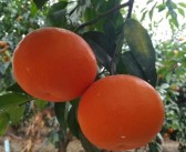 柑橘蓋膜施肥種植技術(shù)_柑橘?；ū９趺醋? title=
