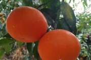 柑橘蓋膜施肥種植技術_柑橘?；ū９趺醋? title=