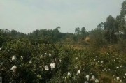 四川柑橘種植技術交流群_
四川盆地中部適合種植什么水果