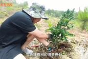 柑橘樹(shù)主桿型種植技術(shù)_皂角樹(shù)的種植前景究竟如何
