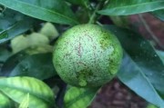 柑橘的病蟲害與防治_柑桔病蟲害防治技術(shù)