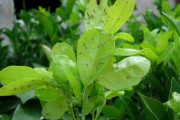 柑橘幼果期防治哪些病蟲害_家里盆栽的金橘樹長(zhǎng)紅蜘蛛怎么辦