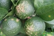 柑橘種植常見病害(柑橘主要病蟲害) 柑橘種植常見病害(柑橘主要病蟲害)