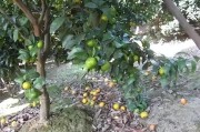 柑橘4月底病蟲(chóng)害防治技術(shù)_10月份柑橘落果嚴(yán)重