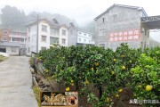柑橘病蟲害防治標語_慢跑是每天跑好還是隔天跑好