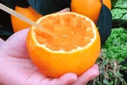 愛媛38號(hào)果凍橙樹苗價(jià)格_是如何種出來的