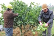 柑橘修剪種植技術(shù)_柑橘樹(shù)徒長(zhǎng)枝怎樣修剪