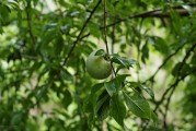 三華李柑橘怎么防病蟲(chóng)害_三月李和銀妃三華李哪個(gè)好管理