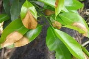 柑橘樹秋季病蟲害防治措施_柑桔使用萘乙酸使用說(shuō)明
