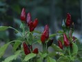 紅美人柑橘樹苗幾年結(jié)果（紅美人柑橘壽命多少年）