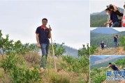 柑橘苗開荒種植技術_荒蕪多年的農(nóng)田可以流轉(zhuǎn)過來種臍橙嗎