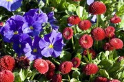 柑橘開(kāi)花前用什么藥防治紅蜘蛛（柑子樹(shù)上的紅蜘蛛用什么農(nóng)藥最好）
