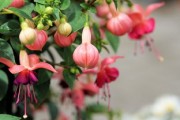 晴姬雜柑缺點(diǎn)深度剖析：果農(nóng)必知的5大種植隱患與應(yīng)對(duì)方案