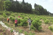 安岳縣柑橘病蟲害有哪些_在農(nóng)村做養(yǎng)殖行業(yè)有沒有出路