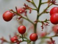 柑果核果漿果瓠果屬什么植物？植物學(xué)分類解析