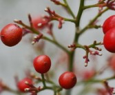 柑果核果漿果瓠果屬什么植物？植物學(xué)分類解析