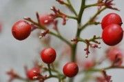 柑果核果漿果瓠果屬什么植物？植物學(xué)分類解析