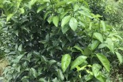 柑橘種植技術(shù)管理圖表_柑橘能否可以種植在斜坡上嗎