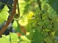 川金5號柑橘新品種海拔要求多少？適宜種植區(qū)域與栽培要點解析