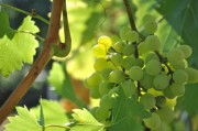 川金5號柑橘新品種海拔要求多少？適宜種植區(qū)域與栽培要點解析