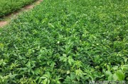 愛媛38號品種介紹及圖片_4齡愛媛38號怎么疏果 愛媛38號品種介紹及圖片_4齡愛媛38號怎么疏果