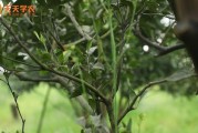 欽州柑橘種植技術(shù)_養(yǎng)老房在哪里購(gòu)買(mǎi)比較合適