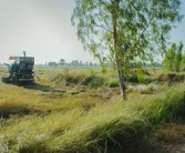 四川平泉荷橋村柑橘基地喜迎豐收，打造鄉(xiāng)村振興特色產(chǎn)業(yè)示范區(qū)