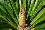 柑橘新品愛媛58號枝條：突破性品種的高效栽培技術(shù)解析