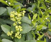 柑橘三月份種植管理技術(shù)_沃柑?；ū９罴褧r間