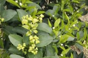 柑橘三月份種植管理技術(shù)_沃柑?；ū９罴褧r(shí)間