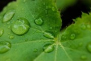 丑柑病蟲(chóng)害管理（丑柑種植技術(shù)）