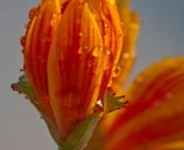南方蜜桔產(chǎn)地在哪兒?。戏矫劢郛a(chǎn)地在哪兒啊圖片）