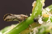云浮柑橘種植技術(shù)要點是什么_三月橘是哪里產(chǎn)的 云浮柑橘種植技術(shù)要點是什么_三月橘是哪里產(chǎn)的