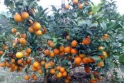種植柑橘新技術(shù)應(yīng)用_適合柑橘種植嗎