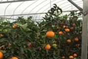 愛(ài)媛一共有多少個(gè)品種圖片_紅公主柑橘介紹 愛(ài)媛一共有多少個(gè)品種圖片_紅公主柑橘介紹