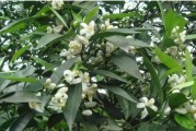 柑橘苗春芽種植技術(shù)_愛媛春芽怎么留枝